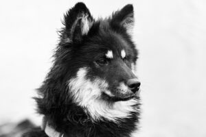 WebP for blogs
